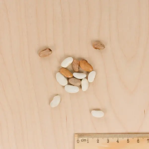 Légumes Secs - Haricot Grimpant en Mélange de Couleurs - 10 m - BIO - MEDIA_3D